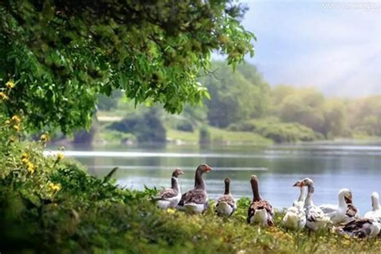 做梦梦到在河边走掉进河里(梦到爱的人来找我)