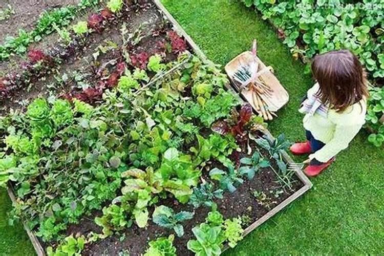 梦见各种蔬菜什么意思