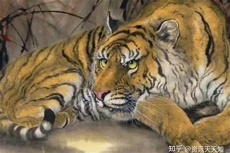 搬家为什么忌属虎的