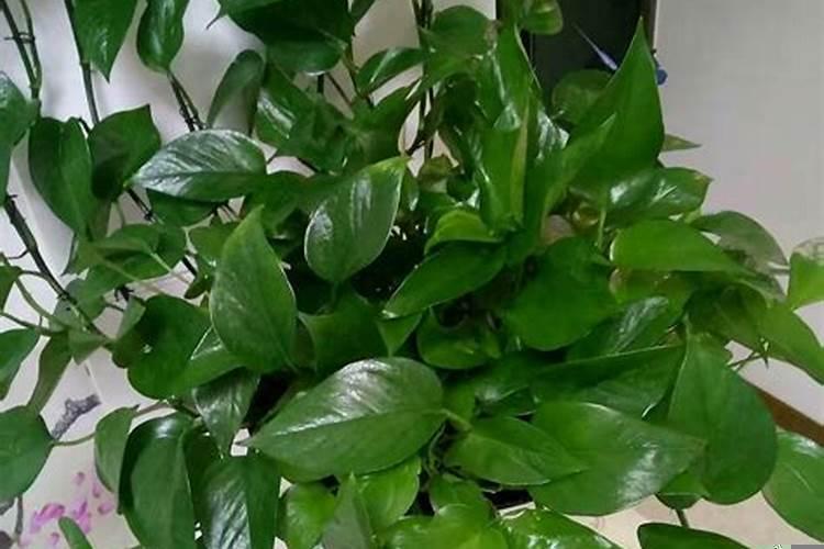 绿萝能放客厅大门两边吗?