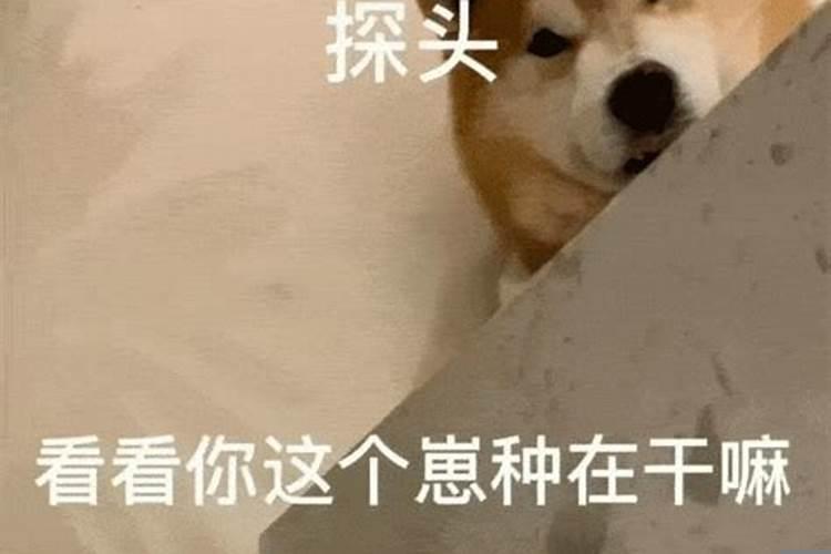 梦到狗死了又活了预示着什么