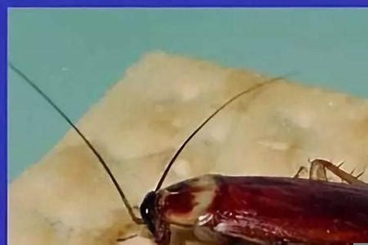 蟑螂属于哪种动物