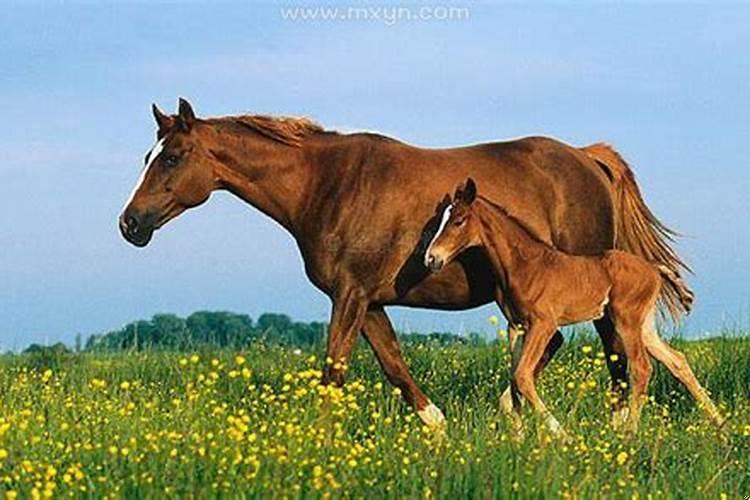 梦见被一只狗追着咬但是没有咬到怀孕