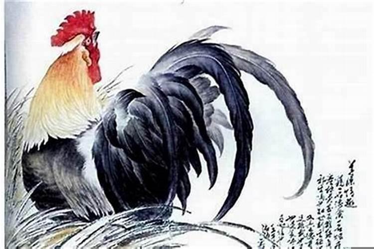 属鸡和龙属相合不合