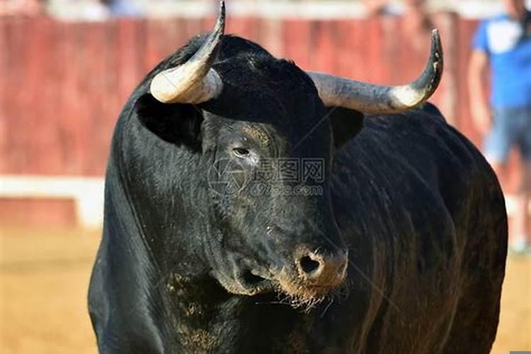 梦见很多肥壮的牛