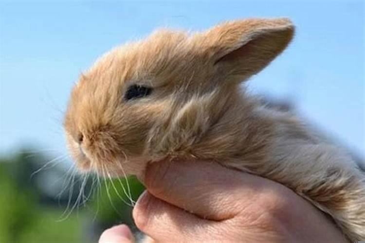 87年属兔女一定二婚么