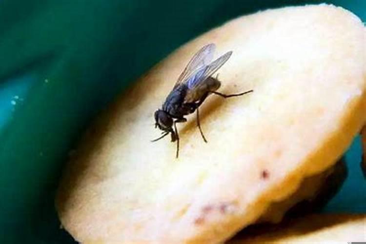 如何消除店铺里的苍蝇虫