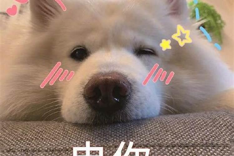 狗会把主人当成父母吗