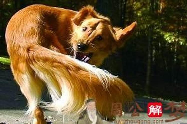 梦到大白蛇咬我什么预兆