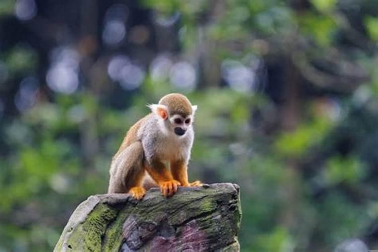 属猪女嫁给属猴男好吗