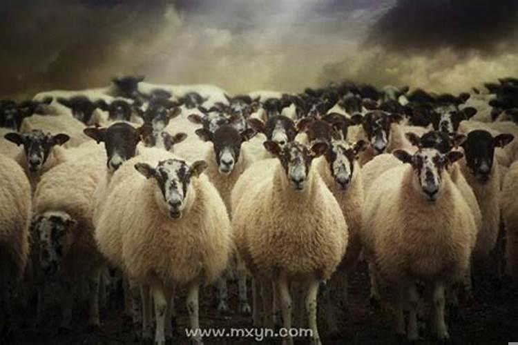 梦见羊群是什么预兆呢