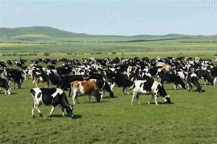 梦见很多肥壮的牛