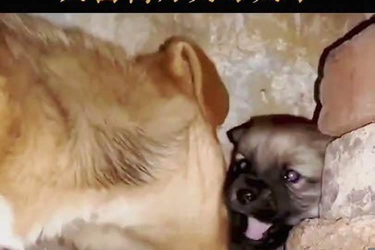 狗会把主人当成父母吗