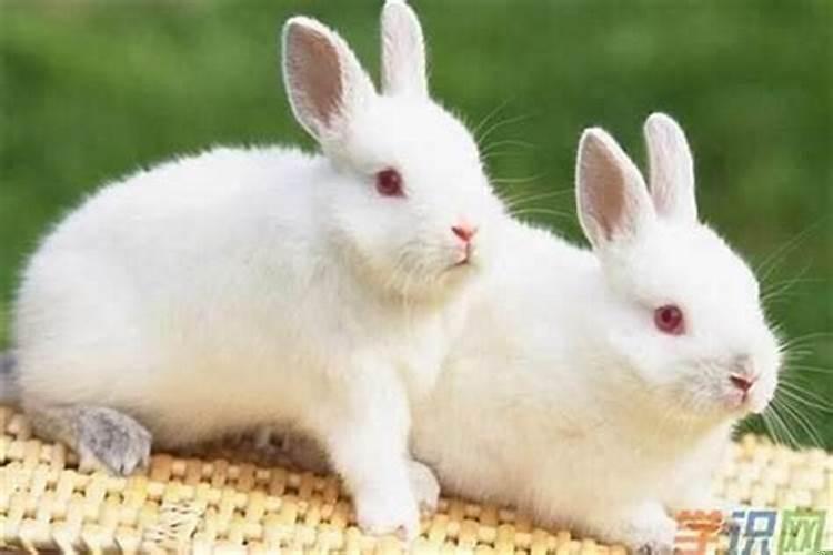 夫妻都属兔生个兔宝宝合不合