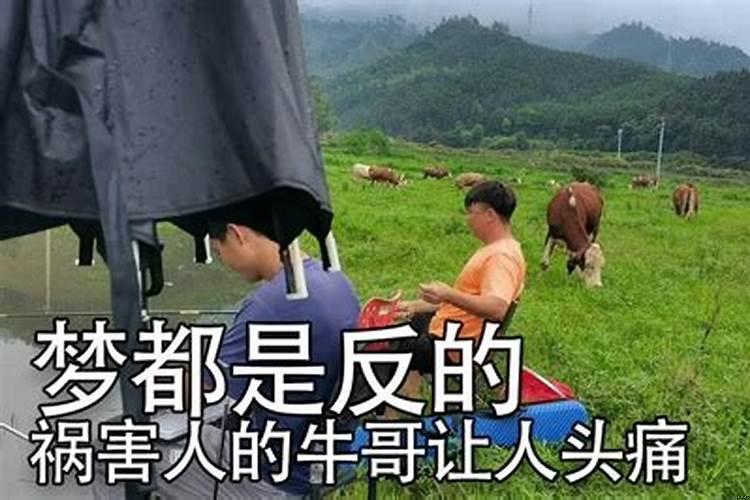 梦到牛要来攻击自己