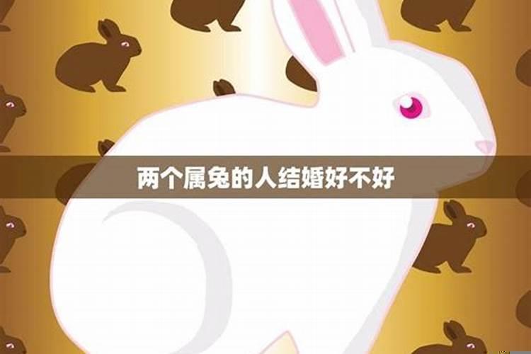 夫妻都属兔生个兔宝宝合不合