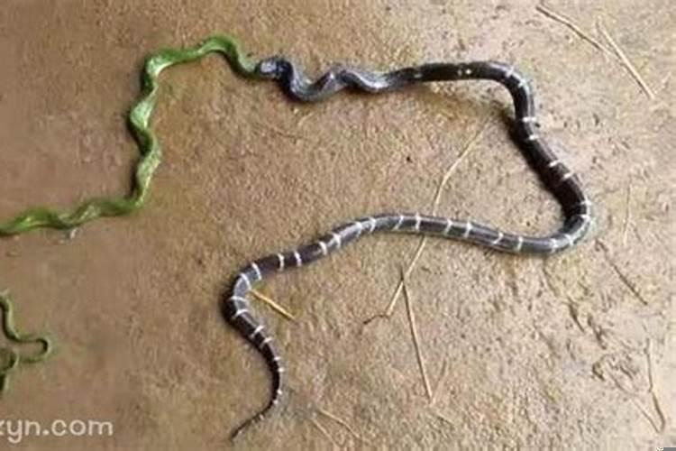 做梦梦到三条蛇都死了