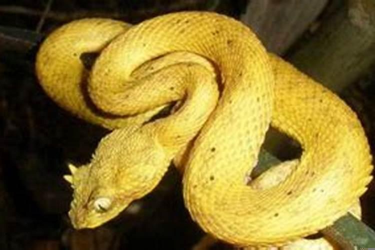 男人梦到好多蛇好不好