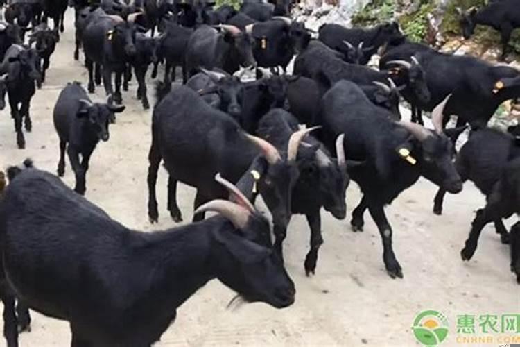 山羊雨天能放牧吗为什么