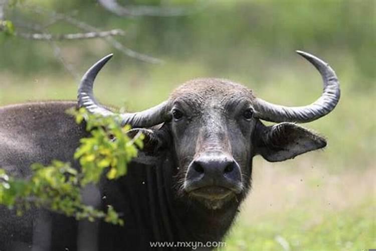 梦到水牛追我但没追上我