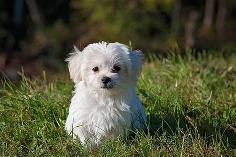 梦到狗丢了是什么意思