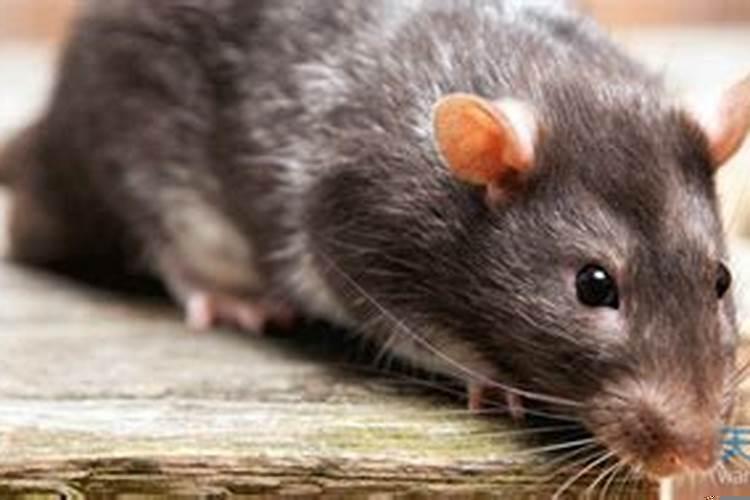 鼠跟鼠相配吗合不合