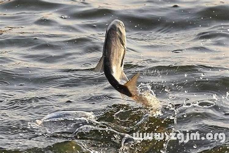 梦见水干了捡了好多鱼