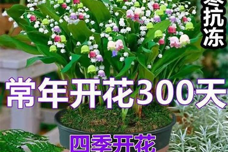 柿子树种在家门前面好吗?