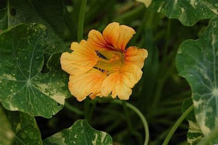 昨晚梦见南瓜花是什么回事