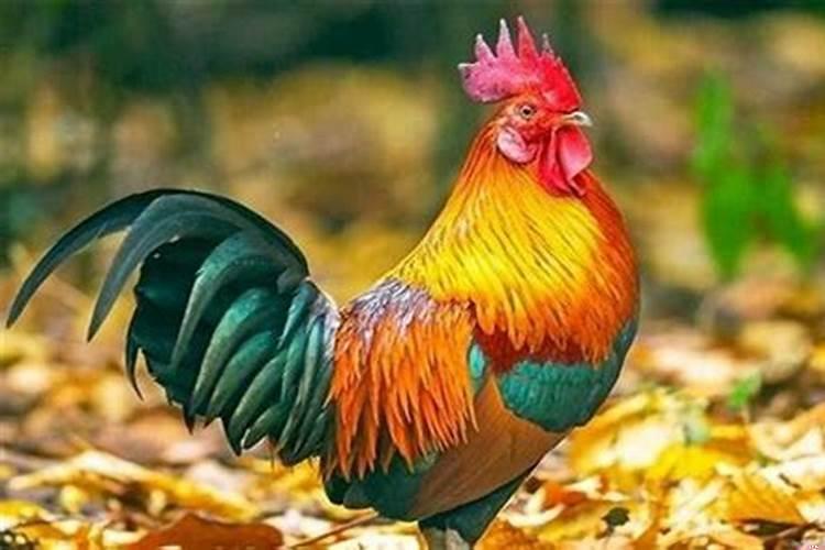 什么颜色旺属鸡的人