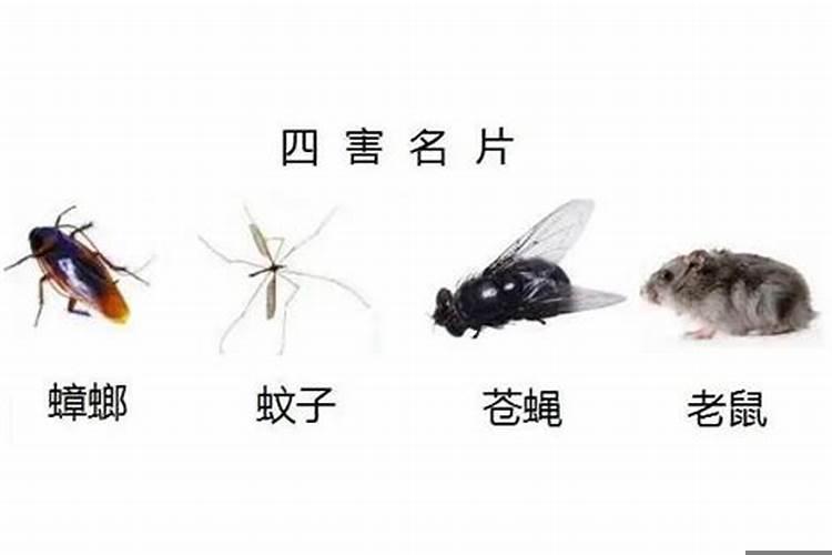 属相中的四害指什么
