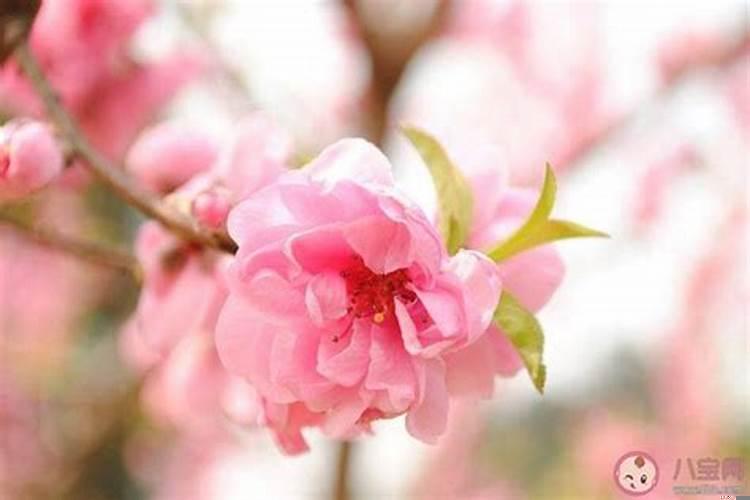 烂桃花该怎么办