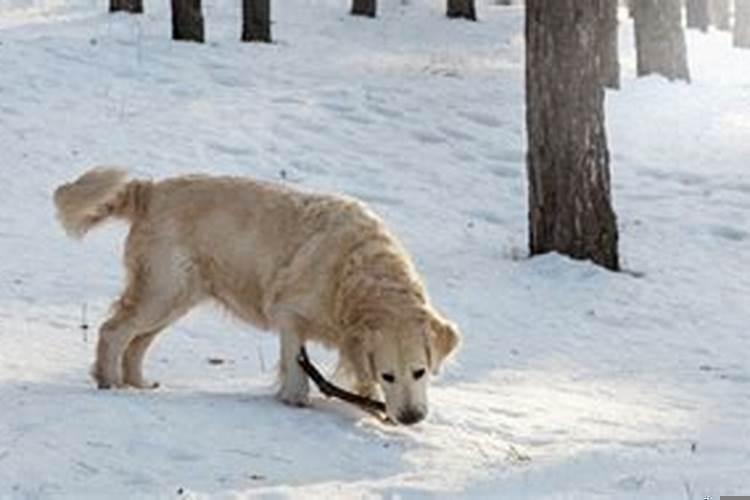 孕妇梦见狗咬腿是什么意思