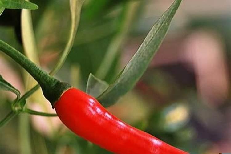 梦见好多红辣椒好不好呢