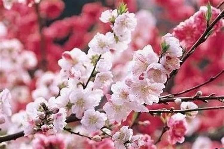 双子座怎么招桃花