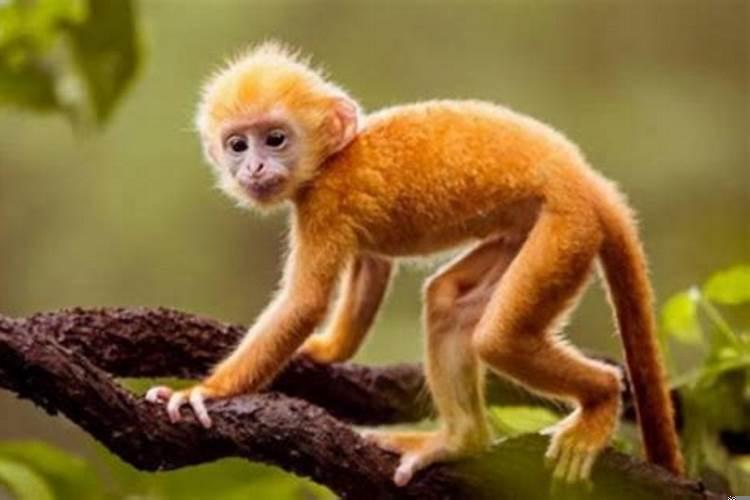 2021天喜桃花年羊