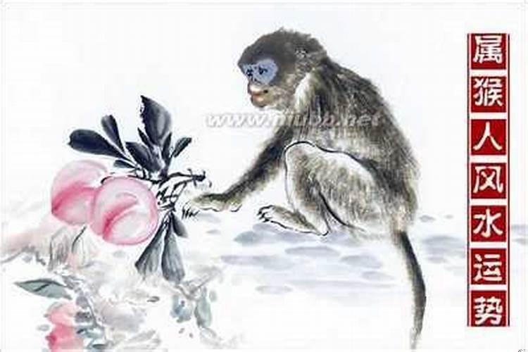 属猴人在哪一年运势最好