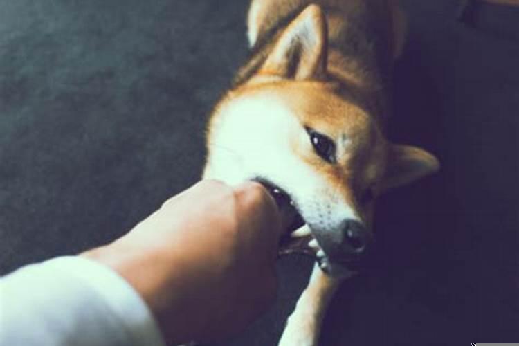 女人梦见狗咬了是什么预兆