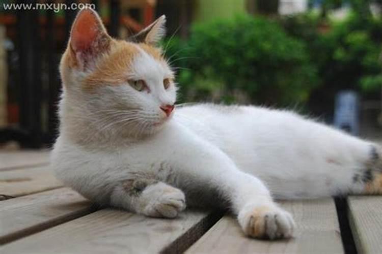 梦到白猫咪是什么意思