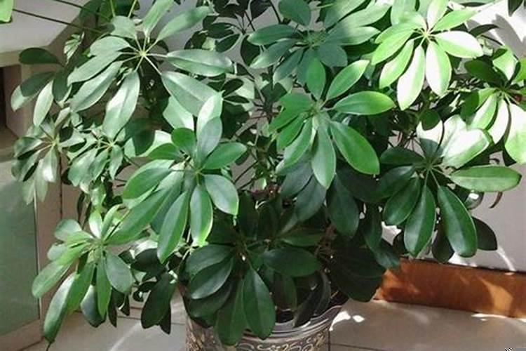 招财树摆放风水