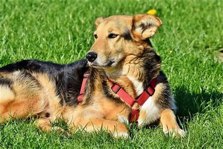 梦见打狗，把狗打的浑身是血