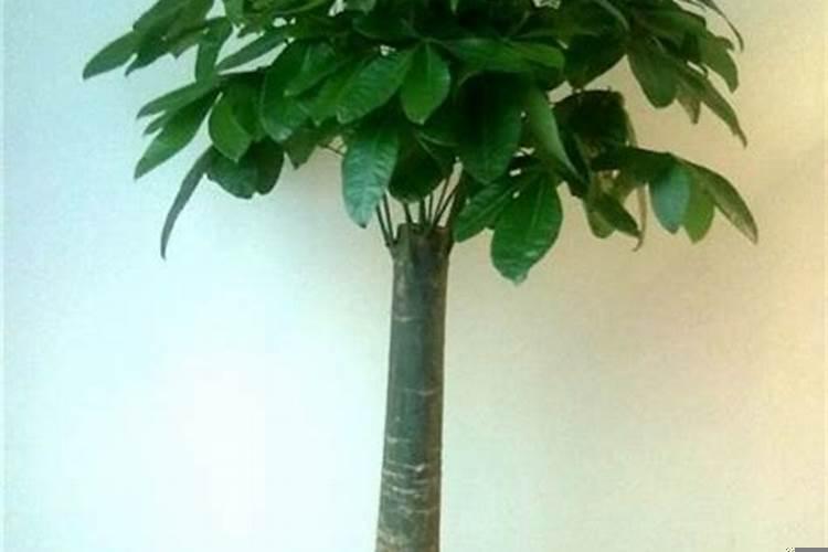 招财树摆放风水