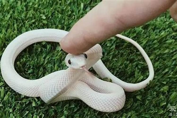 梦到蛇并且被蛇咬