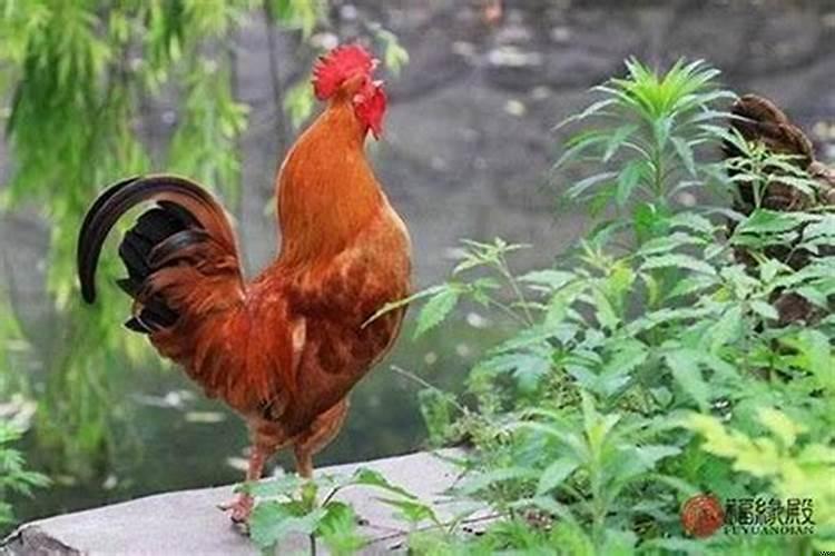 93年属鸡跟什么配