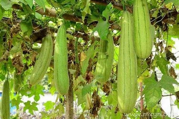 孕妇梦见丝瓜是什么意思