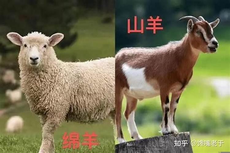 山羊绵羊哪个好吃,为什么?