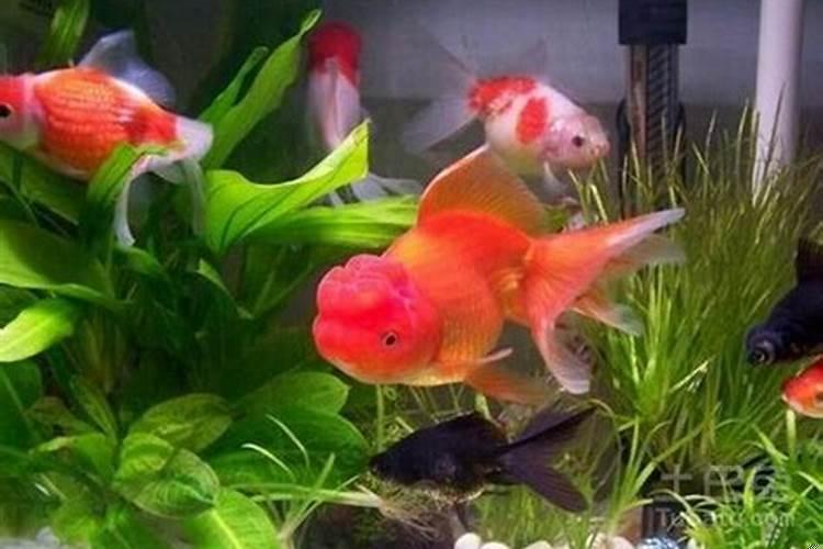 家里的风水鱼养几条最好