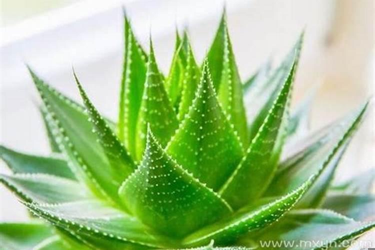 梦见芦荟长得很茂盛