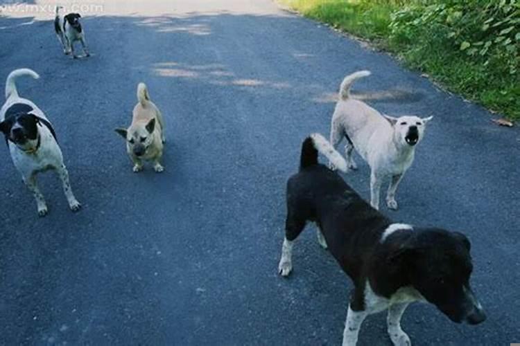 梦到被一群狗围攻是啥意思