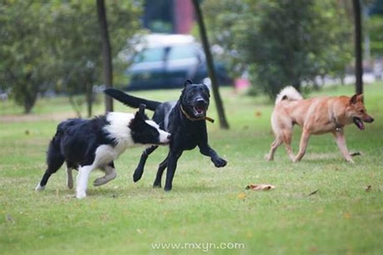 梦见两只狗追着咬我我把狗打跑了